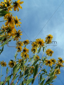 "Flowers": Black-eyed Susans Looking Upwards