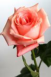 Pink rose on a white background