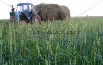The field of wheat and tractor which carries a crop