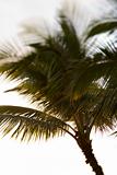 Palm tree in Maui, Hawaii.