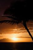 Palm tree silhouette against sunset in Maui, Hawaii.