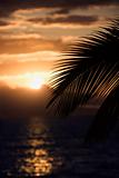 Palm leaf against sunset in Maui, Hawaii.