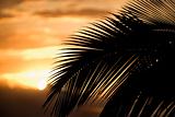 Palm leaf against sunset in Maui, Hawaii.