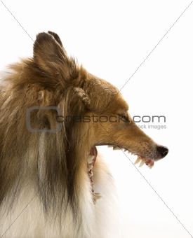 Collie dog yawning.