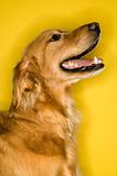 Golden Retriever dog profile.
