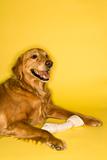 Golden Retriever dog with rawhide bone.