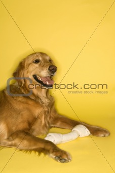 Golden Retriever dog with rawhide bone.
