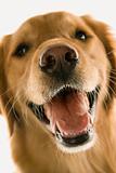 Close up of Golden Retriever dog.