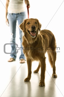 Dog on leash with adolescent girl.