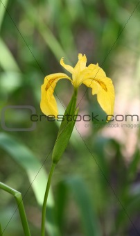 One yellow flower on a background of a green grass