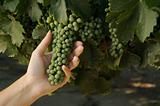Grapes in Woman's Hand