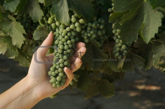 Grapes in Woman's Hand