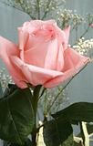 One pink rose