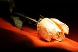 dead rose