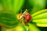 Lynx spider with floret