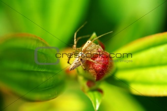 Lynx spider with floret