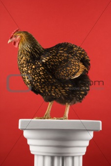 Golden Laced Wyandotte chicken standing on column.