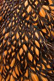 Close-up feathers of Golden Laced Wyandotte chicken.