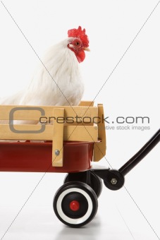 White rooster in red wagon.
