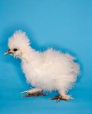 Portrait of Japanese Silkie chick. 