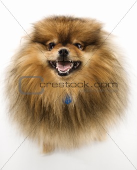 Pomeranian dog.