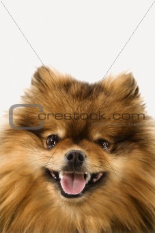 Pomeranian dog portrait.