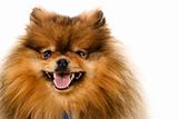 Pomeranian dog portrait.
