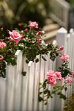Roses growing over fence.