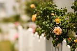 White picket fence with rose bush.
