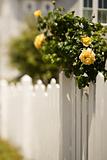 White picket fence with rose bush.
