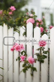 Rose bush growing over white picket fence.