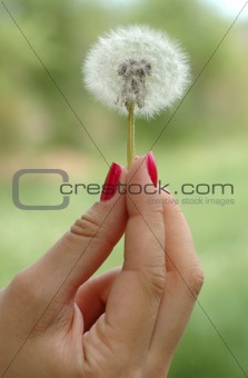 Hand holding dandelion