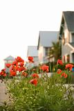 Red poppy flowers in front of houses.