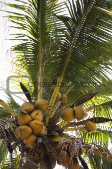 Coconut tree full of coconuts.