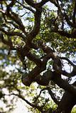 Live oak tree.