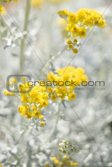 Yellow flowering plant.
