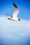 Black-headed gull in flight.