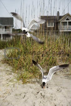 Seagulls swooping onto beach.