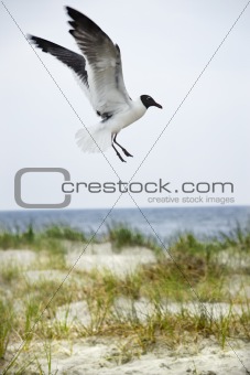 Seagull landing on beach.