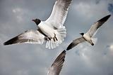 Seagulls in flight.