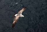 Seagull aloft over the ocean