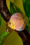 Discus fish - Symphysodon aequifasciatus