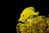 Yellow Tang fish - Zebrasoma flavescens