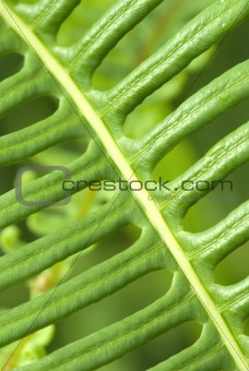 macro shot of green leaf