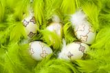 Easter eggs in green feathers