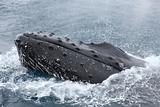 Humpback whale in Antarctica