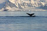 Whale fin and landscape in Antartica