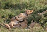 Relaxed young lions