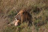 Male lion laying in the grass