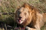 Male lion "smiling" 